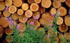 Породы деревьев для паркетной доски