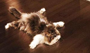 Средства для ухода за паркетом кот на паркете